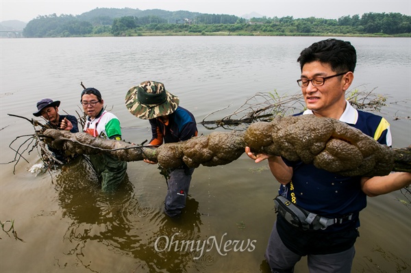 ▲ 24일 오전 충남 공주시 공주보 상류 1키로미터 지점에서 확인한 큰빗이끼벌레가 3미터가량 되는 나무에 줄지어 붙어 있다. ⓒ 이희훈